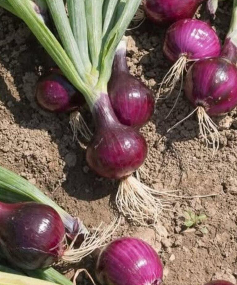 Doctors Explain How Eating Onions at Night May Affect Your Sleep — What Older Adults Should Know
