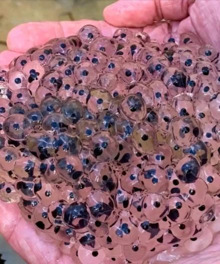 Farmer Stumbles Upon Mysterious Eggs in Field – Scientists Reveal Astonishing Truth