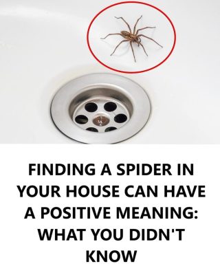 What Attracts Spiders to Your Home — and Why You Shouldn’t Kill Them