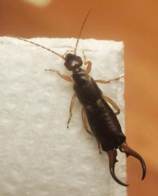 SOS! My 7-year-old son got bitten by this. It looks terrifying. I showed the picture to my sister-in-law, who lives nearby, and she said she found similar bugs in her house too. Any ideas what they could be? Details are in the comments below.