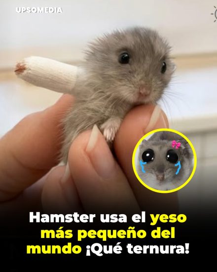 El yeso más pequeño del mundo: la tierna historia del hámster que conquistó internet