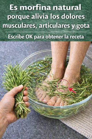 Romero: La Morfina Natural para Dolores Musculares y Articulares
