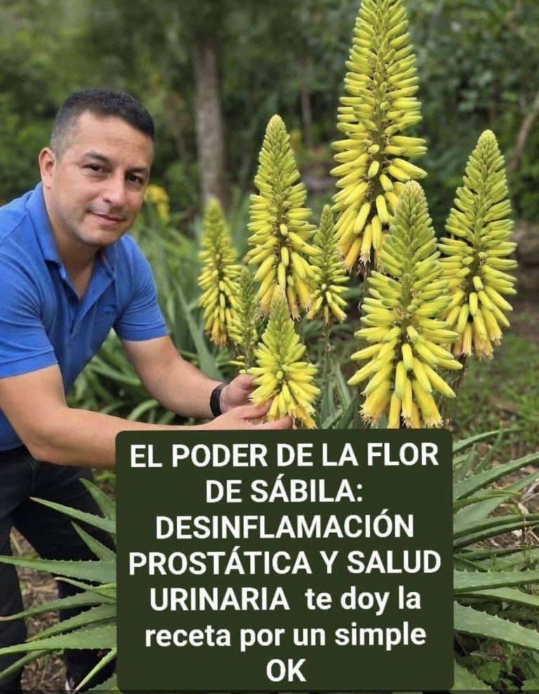 EL PODER DE LA FLOR DE SÁBILA: DESINFLAMACIÓN PROSTÁTICA Y SALUD URINARIA puedes leer la receta con un simple OK….Ver más