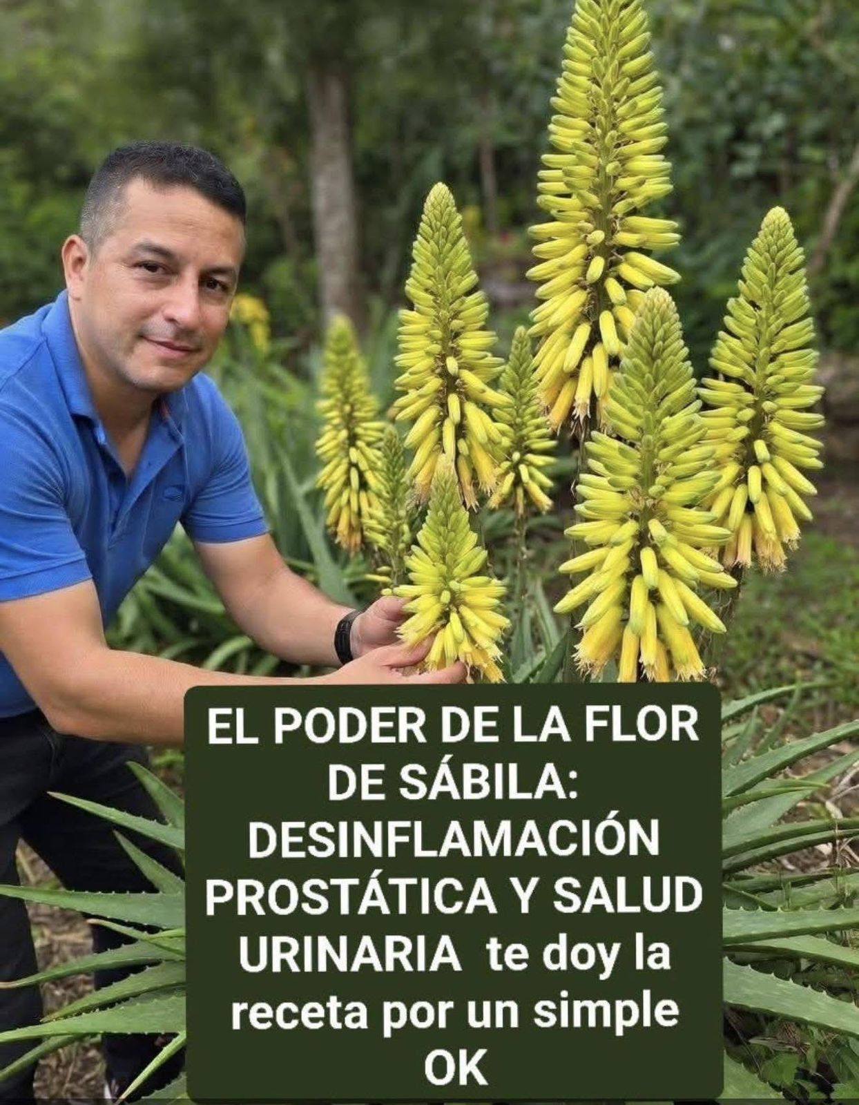 EL PODER DE LA FLOR DE SÁBILA: DESINFLAMACIÓN PROSTÁTICA Y SALUD URINARIA puedes leer la receta con un simple OK….Ver más