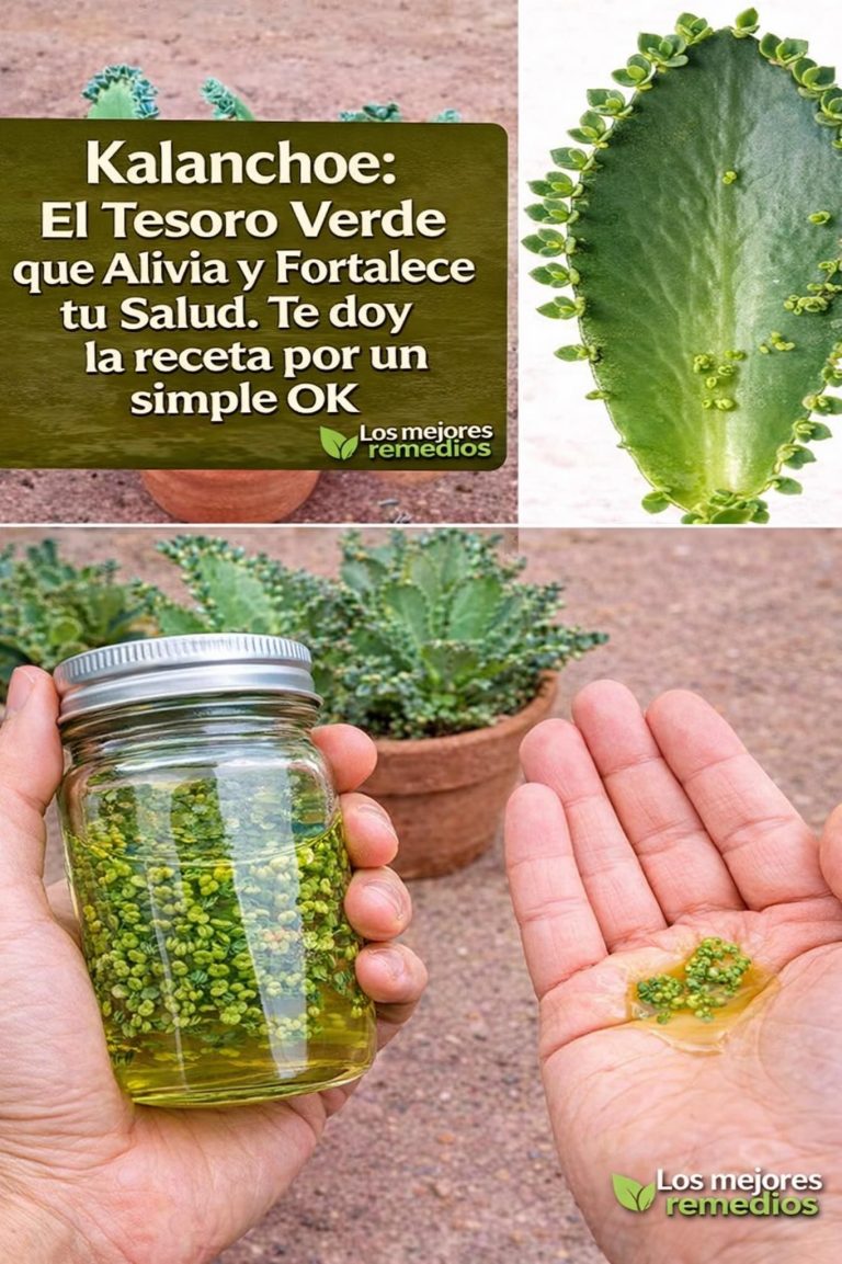 Pocos conocen el poder del kalanchoe y cómo usarlo correctamente 🌱 Si me lees, regálame un hola o gracias 😊 Mira la receta paso a paso en el primer comentario.