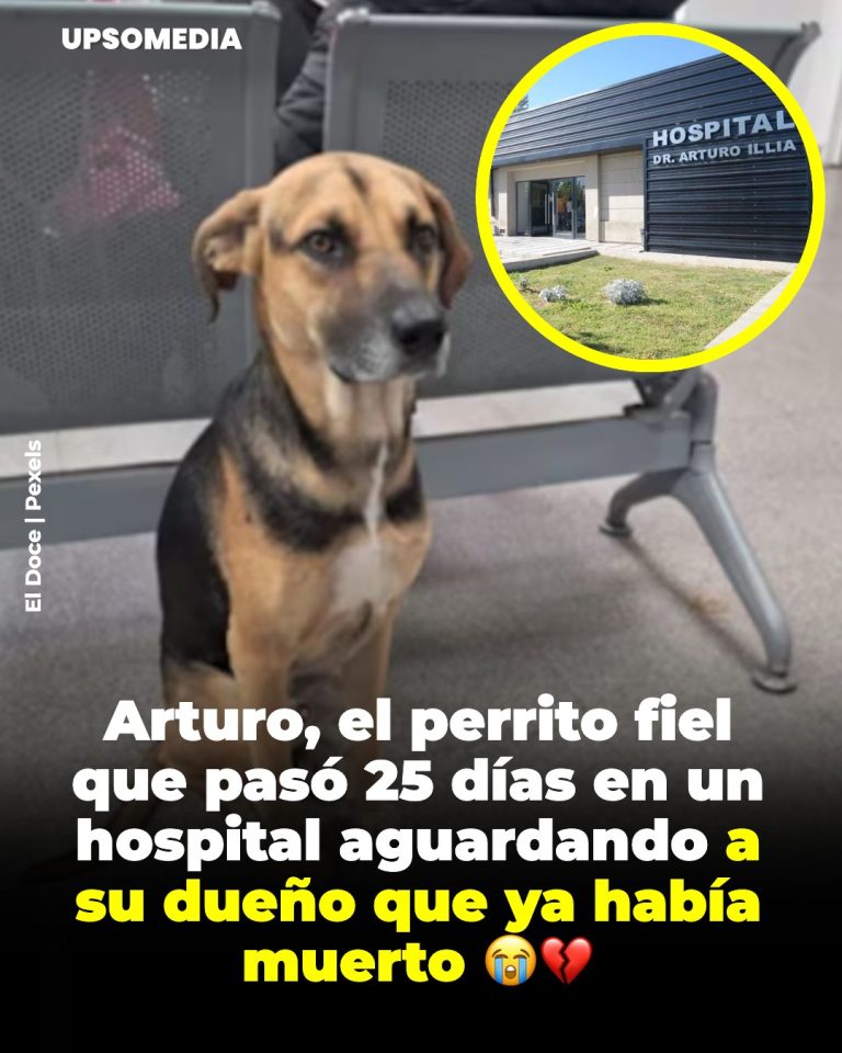 ¿Cuánto tiempo dura una promesa leal de amor de un perrito? Para Arturo, la respuesta es “para siempre”.