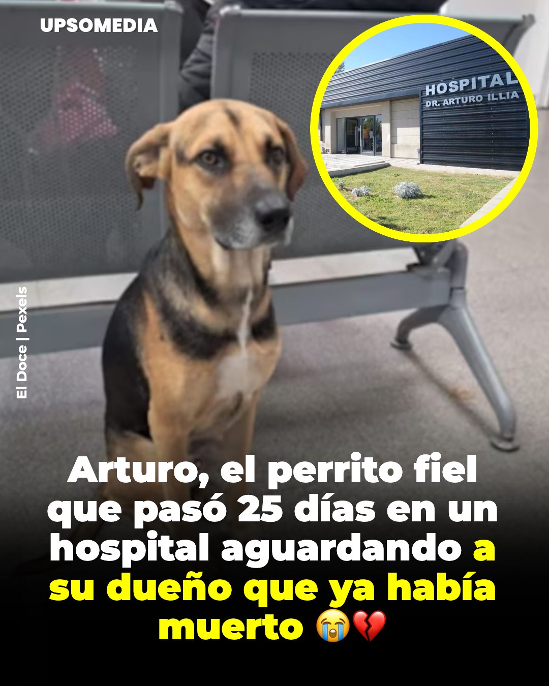 ¿Cuánto tiempo dura una promesa leal de amor de un perrito? Para Arturo, la respuesta es “para siempre”.