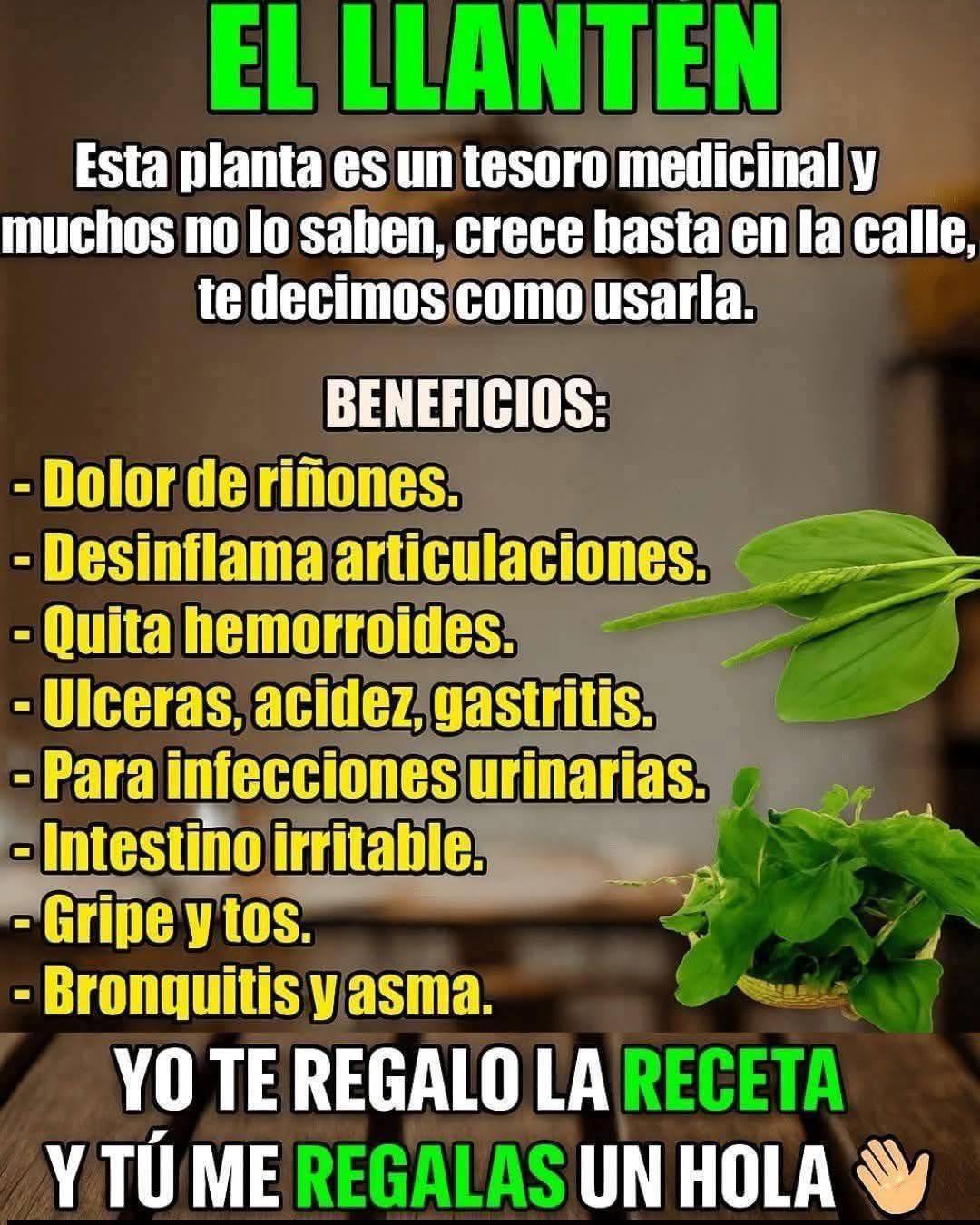 La planta más milagrosa de la tierra.