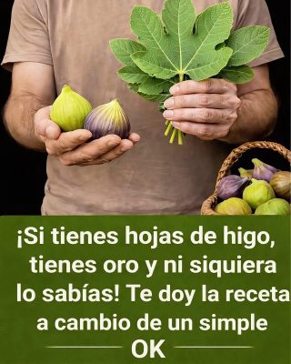 Savia, hojas y fruto de higo: usos, beneficios y recetas naturales comprobadas