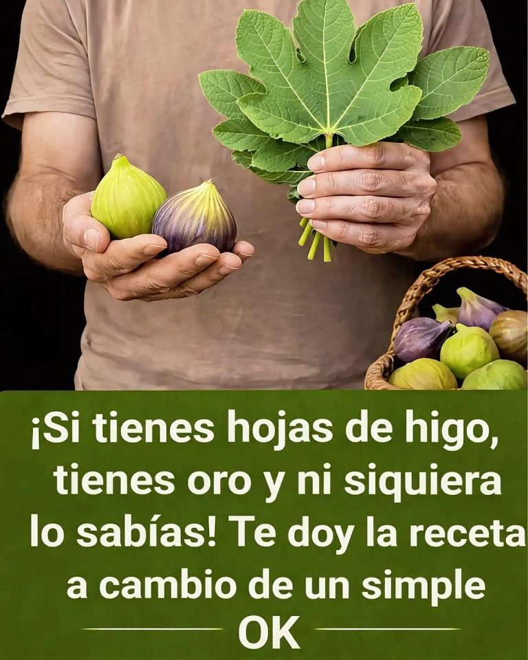 Savia, hojas y fruto de higo: usos, beneficios y recetas naturales comprobadas