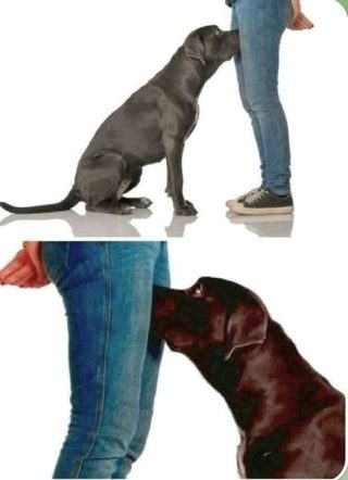 Si tu perro huele tus partes íntimas, esto es lo que significa